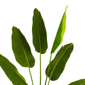 Safavieh FAUX 63-Inch Potted Banana Leaves – Lifelike Tropical Plant for Bold Home Decor & Low Maintenance Style FXP2008A