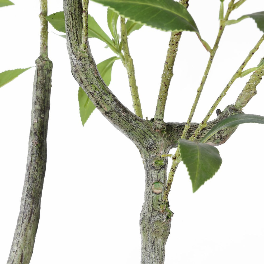 Safavieh FAUX 60 Inch Potted Pieris Japonica Plant - Lifelike Greenery for Effortless Indoor Elegance & Style FXP2013A