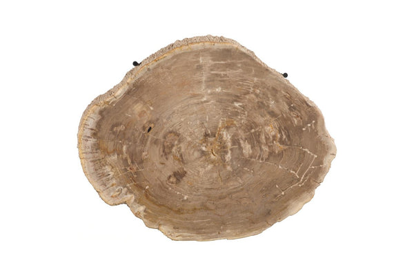 Phillips Collection Chaka Petrified Wood Coffee Table Genuine Stone Grain Top with Black Metal Legs ID119993