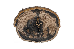 Phillips Collection Chaka Genuine Petrified Wood Coffee Table with Black Metal Legs for Modern Living ID119994