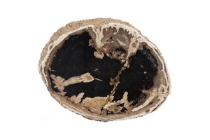 Phillips Collection Chaka Petrified Stool - Sculptural Cream Accent Table with Organic Design for Modern Interiors ID119997