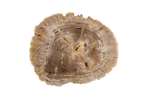 Phillips Collection Tero Genuine Petrified Wood Coffee Table with Polished Brass Legs for Modern Living ID121087