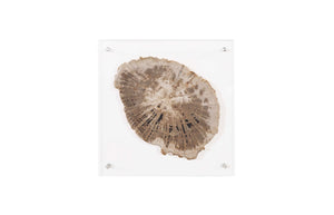 Phillips Collection Floating Petrified Slice Wall Art - Hand-Cut Wood Display with Acrylic Mount for Modern Interiors ID97236