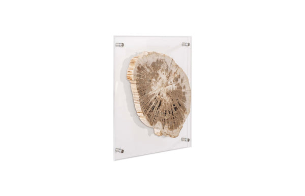 Phillips Collection Floating Petrified Slice Wall Art - Hand-Cut Wood Display with Acrylic Mount for Modern Interiors ID97236
