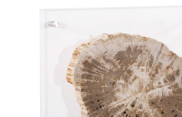 Phillips Collection Floating Petrified Slice Wall Art - Hand-Cut Wood Display with Acrylic Mount for Modern Interiors ID97236
