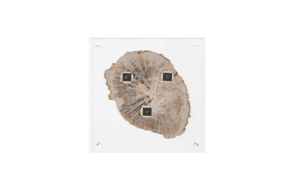 Phillips Collection Floating Petrified Slice Wall Art - Hand-Cut Wood Display with Acrylic Mount for Modern Interiors ID97236