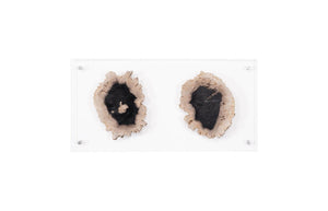 Phillips Collection Floating Petrified Wood Double Slice Acrylic Panel Wall Art Organic Modern Decor ID97237