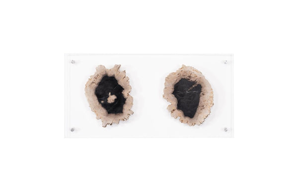 Phillips Collection Floating Petrified Wood Double Slice Acrylic Panel Wall Art Organic Modern Decor ID97237