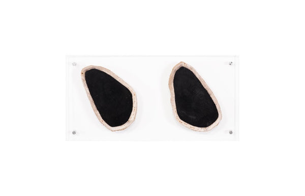 Phillips Collection Floating Petrified Wood Double Slice Acrylic Panel Wall Art Organic Modern Decor ID97237