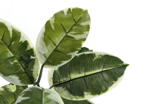 Monarch Specialties Artificial Plant, 52" Tall, Rubber Tree, Indoor, Faux, Fake, Floor, Greenery, Potted, Real Touch, Decorative, Green Leaves, Black Pot Green,Black, Black Plastic,Cement,Foam,Metal I 9513