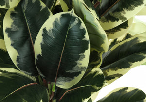 Monarch Specialties Artificial Plant, 47" Tall, Oak Tree, Indoor, Faux, Fake, Floor, Greenery, Potted, Real Touch, Decorative, Green Leaves, Black Pot Green,Black, Black Plastic,Cement,Metal,Polypropylene I 9544