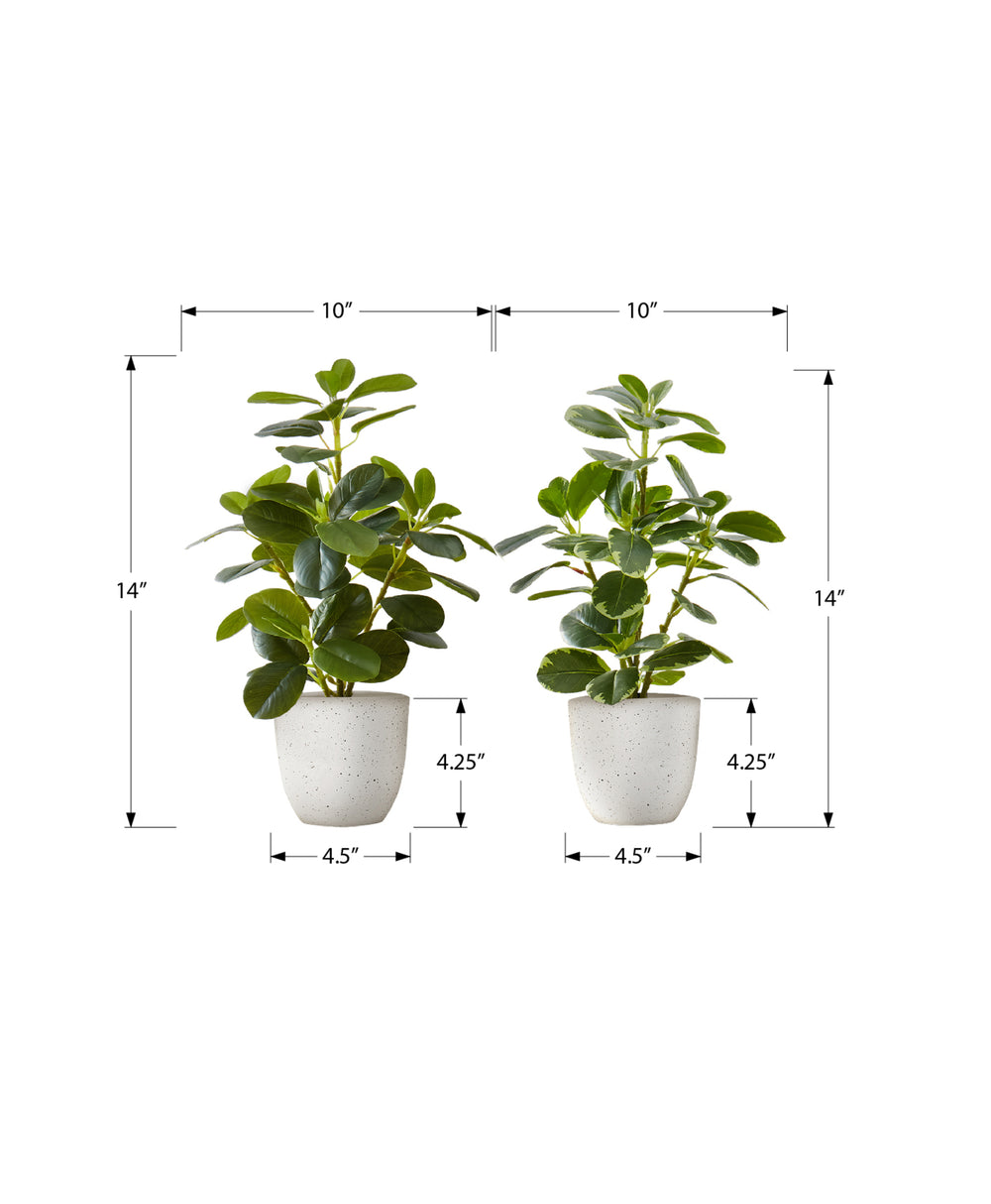 Monarch Specialties Artificial Plant, 14" Tall, Ficus, Indoor, Faux, Fake, Table, Greenery, Potted, Set Of 2, Decorative, Green Leaves, White Pots Green,White, White Polyethylene,Cement,Foam,Metal,Polypropylene I 9557