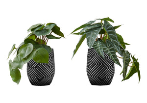 Monarch Specialties Artificial Plant, 8" Tall, Alocasia, Indoor, Faux, Fake, Table, Greenery, Potted, Set Of 2, Decorative, Green Leaves, Black Cement Pots Green,Black, Black Polyethylene,Cement,Foam,Metal I 9559