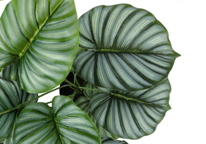 Monarch Specialties Artificial Plant, 24" Tall, Calathea, Indoor, Faux, Fake, Table, Greenery, Potted, Real Touch, Decorative, Green Leaves, Black Pot Green,Black, Black Polyethylene,Cement,Foam,Metal,Polypropylene I 9577