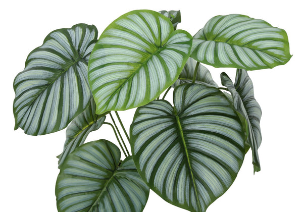Monarch Specialties Artificial Plant, 24" Tall, Calathea, Indoor, Faux, Fake, Table, Greenery, Potted, Real Touch, Decorative, Green Leaves, Black Pot Green,Black, Black Polyethylene,Cement,Foam,Metal,Polypropylene I 9577