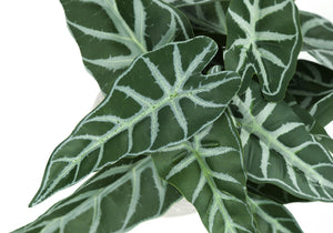 Monarch Specialties Artificial Plant, 8" Tall, Alocasia, Indoor, Faux, Fake, Table, Greenery, Potted, Set Of 2, Decorative, Green Leaves, White Cement Pots Green,Grey, Grey Polyethylene,Cement,Foam,Metal I 9582
