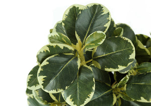 Monarch Specialties Artificial Plant, 14" Tall, Ficus, Indoor, Faux, Fake, Table, Greenery, Potted, Set Of 2, Decorative, Green Leaves, Black Pots Green,Black, Black Polyethylene,Cement,Foam,Metal,Polypropylene I 9585