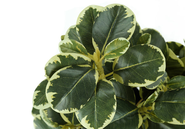 Monarch Specialties Artificial Plant, 14" Tall, Ficus, Indoor, Faux, Fake, Table, Greenery, Potted, Set Of 2, Decorative, Green Leaves, Black Pots Green,Black, Black Polyethylene,Cement,Foam,Metal,Polypropylene I 9585