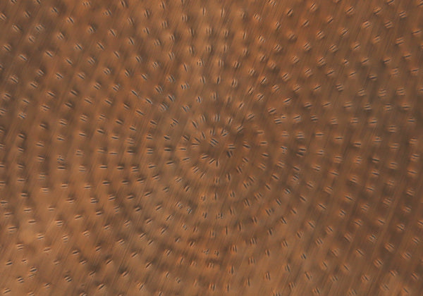 Monarch Specialties Accent Table - Handcrafted Scalloped Drum Design for Elegant Living Room or Bedroom Decor, Iron Metal COPPER 20 L x 20 W x 22 H I 3901