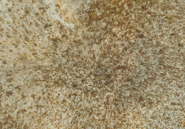 Monarch Specialties Accent Table - Handcrafted Scalloped Drum Design for Elegant Living Room or Bedroom Decor, Iron Metal GOLD 20 L x 20 W x 22 H I 3902