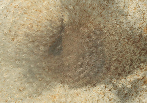 Monarch Specialties Accent Table: Stylish Drum Design for Living Room or Bedroom - Chic Metal Side Table, No Assembly Needed GOLD 20 L x 20 W x 22 H 