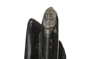 Phillips Collection Fossilized Squid Specimen Sculpture Genuine Moroccan Stone Ancient Natural Artifact MA87549
