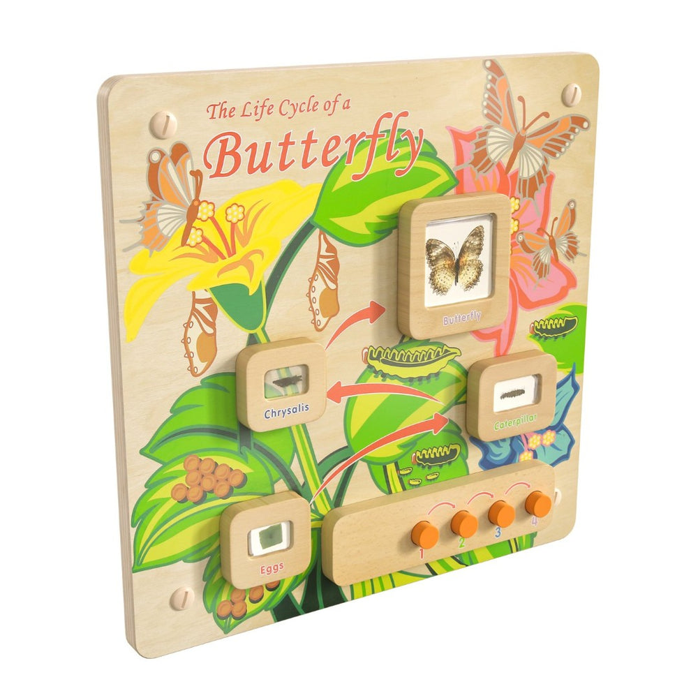English Elm Bright Beginnings STEAM Wall Activity Board: Engaging Butterfly Life Cycle with Illumination & Real Specimens MK-ME12883-GG