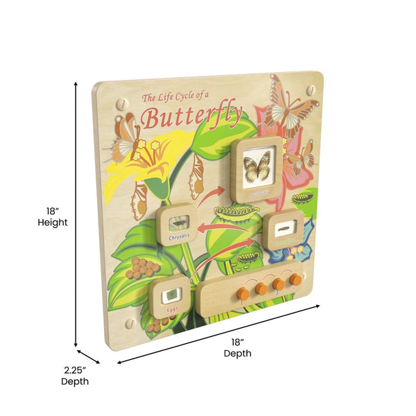 English Elm Bright Beginnings STEAM Wall Activity Board: Engaging Butterfly Life Cycle with Illumination & Real Specimens MK-ME12883-GG