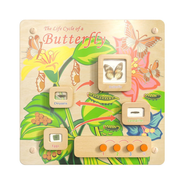 English Elm Bright Beginnings STEAM Wall Activity Board: Engaging Butterfly Life Cycle with Illumination & Real Specimens MK-ME12883-GG