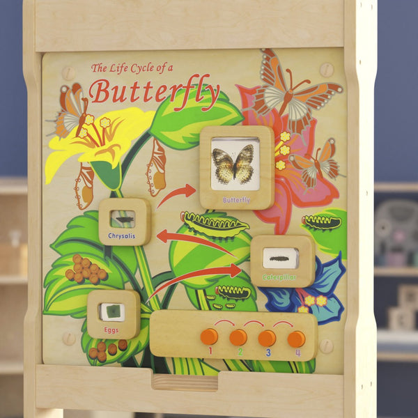 English Elm Bright Beginnings STEAM Wall Activity Board: Engaging Butterfly Life Cycle with Illumination & Real Specimens MK-ME12883-GG