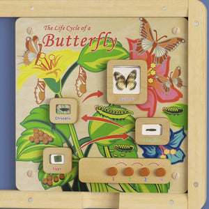 English Elm Bright Beginnings STEAM Wall Activity Board: Engaging Butterfly Life Cycle with Illumination & Real Specimens MK-ME12883-GG