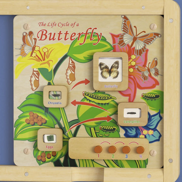 English Elm Bright Beginnings STEAM Wall Activity Board: Engaging Butterfly Life Cycle with Illumination & Real Specimens MK-ME12883-GG