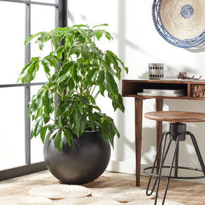 Safavieh KENSLIA Planter - Handcrafted Orb-Shaped Concrete Ficonstone for Vibrant Flowers & Lush Foliage Black PAT1519A