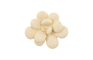 Phillips Collection Oviferum Succulent Wall Art - Modern Floral Sculpture For Unique Gallery Displays & Organic Style Yellow Resin Ph104155