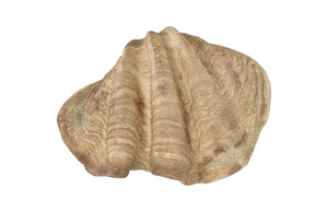 Phillips Collection Cast Clam Shell Bowl – Elegant Coastal Decor Piece For A Touch Of Ocean Charm In Your Home Beige,White Resin Ph115690