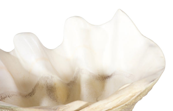 Phillips Collection Cast Clam Shell Bowl – Elegant Coastal Decor Piece For A Touch Of Ocean Charm In Your Home Beige,White Resin Ph115690