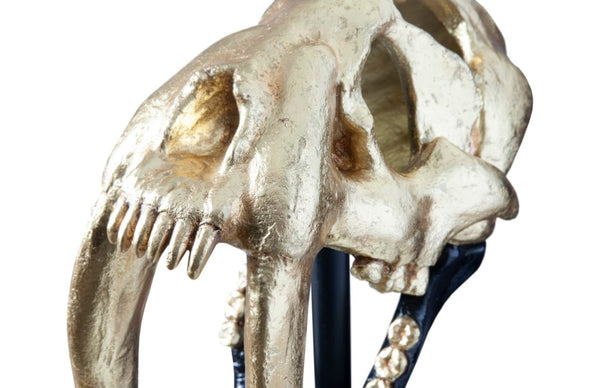 Phillips Collection Saber Tooth Tiger Skull Sculpture – Stunning Roman Stone Finish for Bold Home Décor & Focal Point Black, Gold Leaf PH67580