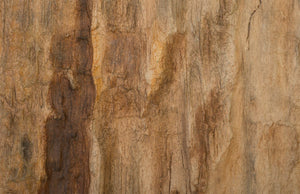 Phillips Collection Cast Petrified Wood Wall Tile - Timeless Natural Elegance for Modern and Rustic Interior Spaces Resin, Square PH89988