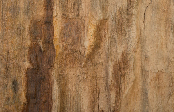 Phillips Collection Cast Petrified Wood Wall Tile - Timeless Natural Elegance for Modern and Rustic Interior Spaces Resin, Square PH89988
