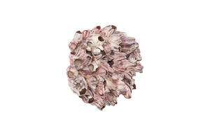 Phillips Collection Barnacle Cluster Wall Art - Coastal-Inspired Sculpture with Organic Textures for Modern Interiors LG PH97075