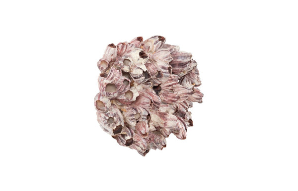 Phillips Collection Barnacle Cluster Wall Art - Coastal-Inspired Sculpture with Organic Textures for Modern Interiors LG PH97075