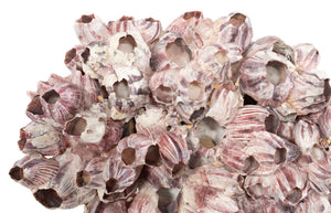 Phillips Collection Barnacle Cluster Wall Art - Coastal-Inspired Sculpture with Organic Textures for Modern Interiors LG PH97075