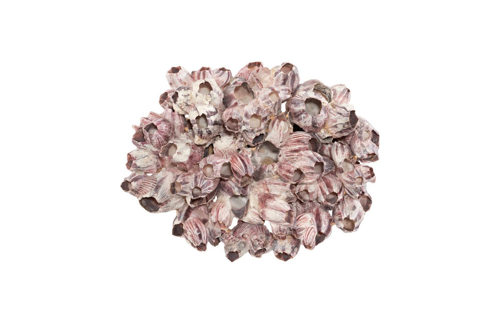 Phillips Collection Barnacle Cluster Wall Art - Coastal-Inspired Sculpture with Organic Textures for Modern Interiors LG PH97075