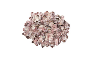 Phillips Collection Barnacle Cluster Wall Art - Coastal-Inspired Sculpture with Organic Textures for Modern Interiors LG PH97075