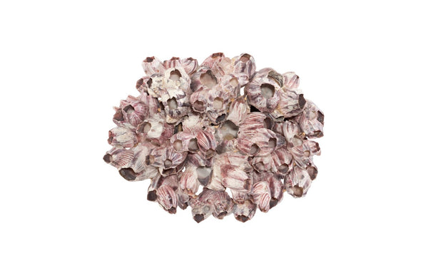 Phillips Collection Barnacle Cluster Wall Art - Coastal-Inspired Sculpture with Organic Textures for Modern Interiors LG PH97075