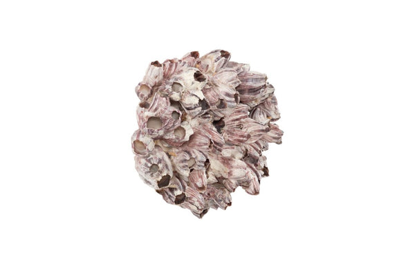Phillips Collection Barnacle Cluster Sculptural Wall Art Coastal Organic Relief Piece for Living Room Decor PH97075