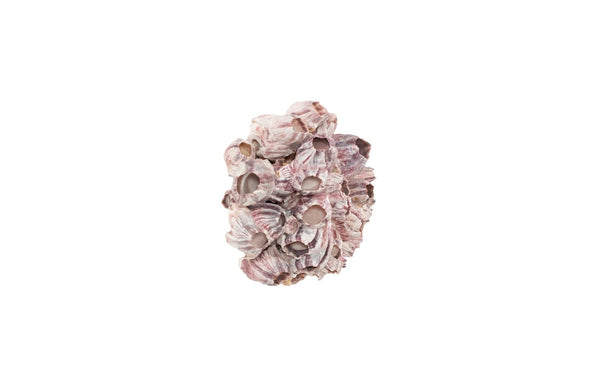 Phillips Collection Barnacle Cluster Wall Art - Coastal-Inspired Sculpture with Organic Textures for Modern Interiors MD PH97076