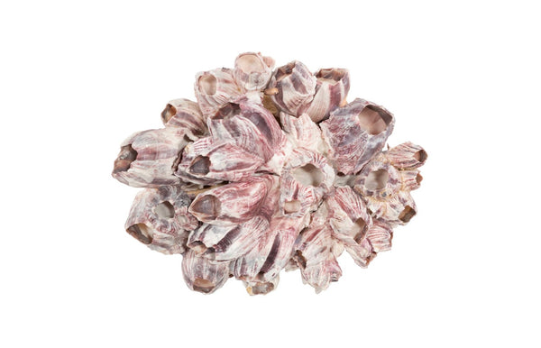 Phillips Collection Barnacle Cluster Wall Art - Coastal-Inspired Sculpture with Organic Textures for Modern Interiors MD PH97076