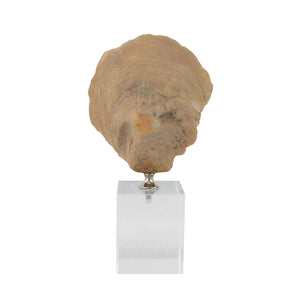 Zeugma Sea Shell With Crystal Base Décor - Elegant Natural Design, Perfect For Home Or Office Aesthetics!   Cf2170173