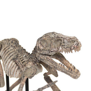 Zentique Velociraptor Polyresin Skeleton Display with Metal Accents on Removable Base — Realistic Décor 93 chars SHI002